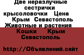 Две неразлучные сестрички- крысоловочки › Цена ­ 1 - Крым, Севастополь Животные и растения » Кошки   . Крым,Севастополь